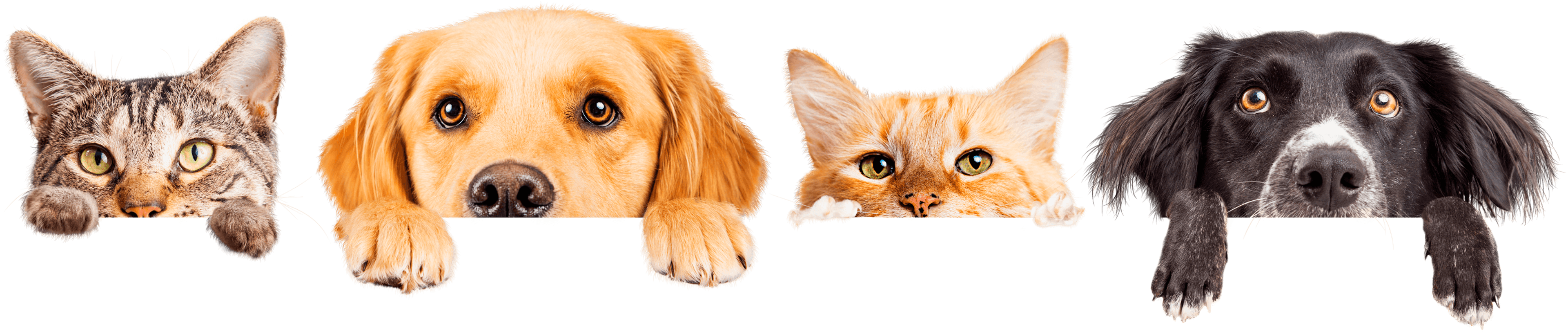 Gatos e cães espiando por cima da borda